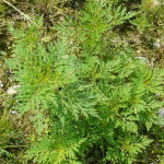 Ambrosia_artemisiifolia1
