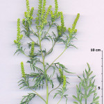 Ambrosia_artemisiifolia2